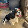 Rozi  sanfte Cavalier-Seele sucht ein Zuhause mit Geborgenh