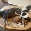 NELLO, Traumhund sucht Traumzuhause