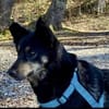 NELLO, Traumhund sucht Traumzuhause