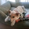 SUNI, sanfte junge Dame sucht