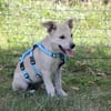 SUNI, sanfte junge Dame sucht