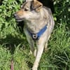 Sanfte Hundeomi KATE sucht ♥‼