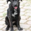Negra - liebenswertes Hundemädchen