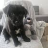 Süßer Oreo🌺 sucht liebevolles Zuhause