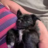 Süßer Oreo🌺 sucht liebevolles Zuhause
