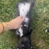 Süßer Oreo🌺 sucht liebevolles Zuhause