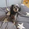 Nana-kleine brave Hündin sucht Für-immer-Zuhause