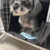 Nana-kleine brave Hündin sucht Für-immer-Zuhause