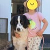Mara, kinderlieb, sehr sozial, katzenverträglich