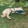 Lieber Luca sucht seine Familie