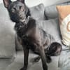 Frutti- lebensfrohe kleine Hündin, 1,5 Jahre alt