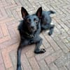 Frutti- lebensfrohe kleine Hündin, 1,5 Jahre alt
