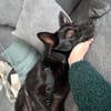 Frutti- lebensfrohe kleine Hündin, 1,5 Jahre alt