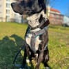 Flynn aus 44532 Lünen sucht ein erfahrenes zu Hause