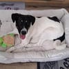 Zoey sucht ihr Für-immer-Zuhause!
