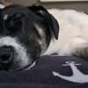 Zoey sucht ihr Für-immer-Zuhause!