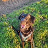 Harley sucht ein zu Hause