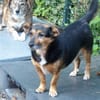 Kleine Klara sucht liebevolles Zuhause