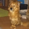 Der liebe Zorro, happy trotz Handicap