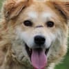Bailey - hübscher, aufgeweckter Rüde