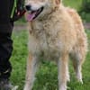 Bailey - hübscher, aufgeweckter Rüde