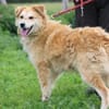 Bailey - hübscher, aufgeweckter Rüde