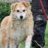 Bailey - hübscher, aufgeweckter Rüde