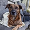 Perseas aus 50997 Köln sucht sein Zu Hause