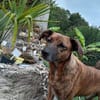 Perseas aus 50997 Köln sucht sein Zu Hause