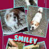 süßer kleiner Smiley auf PS in 90562