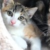 Katzenkind Cupcake