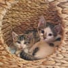 Katzenkind Cupcake