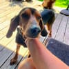 Joschi, sucht seine Herzensmenschen