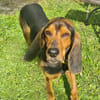 Joschi, sucht seine Herzensmenschen