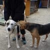 Tim, der ideale Hund für aktive Leute