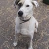 Tim, der ideale Hund für aktive Leute