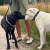 Traumhund sucht Traumzuhause