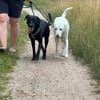 Traumhund sucht Traumzuhause