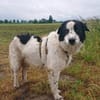 Nico - ein echter -one-man-dog-