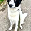 Nico - ein echter -one-man-dog-