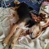 Süße Ronja🌺 sucht liebevolles Zuhause