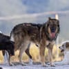 Lobo - Zuhause gesucht