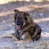 Lobo - Zuhause gesucht