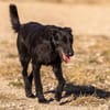 Fox - Zuhause gesucht
