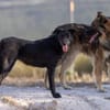 Fox - Zuhause gesucht
