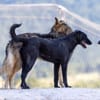 Fox - Zuhause gesucht