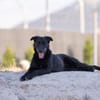 Fox - Zuhause gesucht