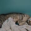 RAJAH