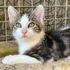 BRANCH
