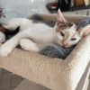 Bella